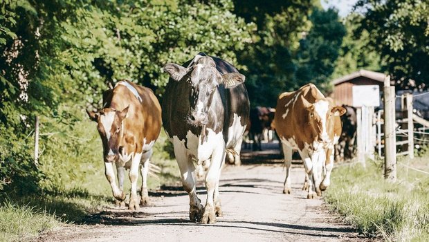 Schwarz vor Rot. Innert kürzester Zeit dürften bei Swissherdbook mehr Holsteiner im Herdebuch sein als Red Holsteiner. 