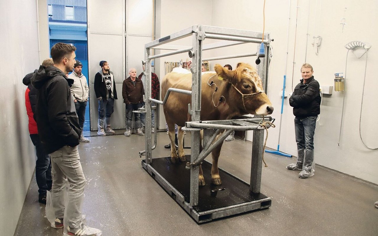 Geduldig wartet ein Rind auf den Eintrittsuntersuch. Dabei können die Rindermäster zusehen.