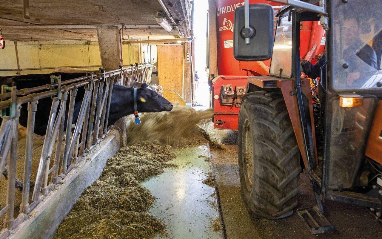Die laktierenden Kühe erhalten frisches Futter, das sie dann erfahrungsgemäss aussortieren. Die Reste vom Futtertisch legtJean-Jacques Duperrex den trockengestellten Kühen vor. So erhalten diese eine reduzierte Ration.