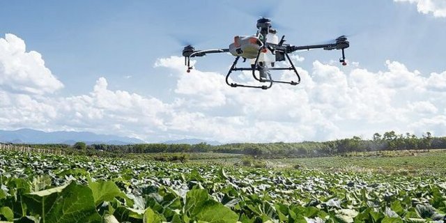 Das Einsatzgebiet der Drohnen wächst. Hier bringt eine Drohne vom Typ Agras T10 der Firma Dji ein Präparat auf Kürbisse aus.