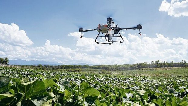 Das Einsatzgebiet der Drohnen wächst. Hier bringt eine Drohne vom Typ Agras T10 der Firma Dji ein Präparat auf Kürbisse aus.