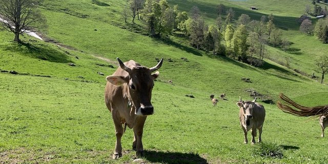 Sömmerungsweide nahe beim Schnee auf einer Alp unterhalb des Buochserhorn in Nidwalden, auf 1250 m über Meer. (Bild Josef Scherer)