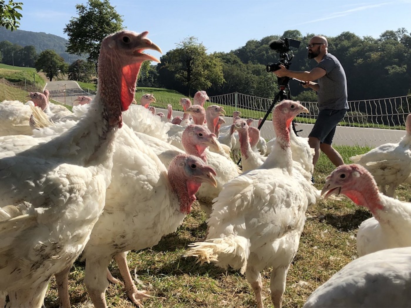 Beim Dreh: Kameramann Flavian Cajacob wird fast von einer Herde neugieriger Truten überrannt. (Bild Esther Thalmann)