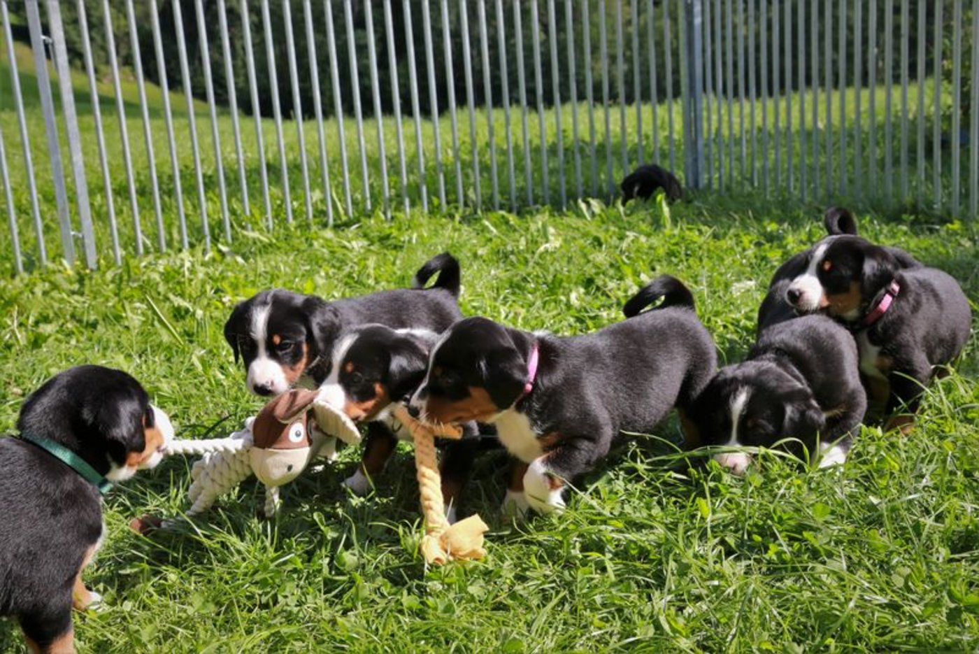 Geschwister-Liebe. Die Blässli ziehen an einem Strick – wenn auch nicht in die gleiche Richtung. (Bild ly)