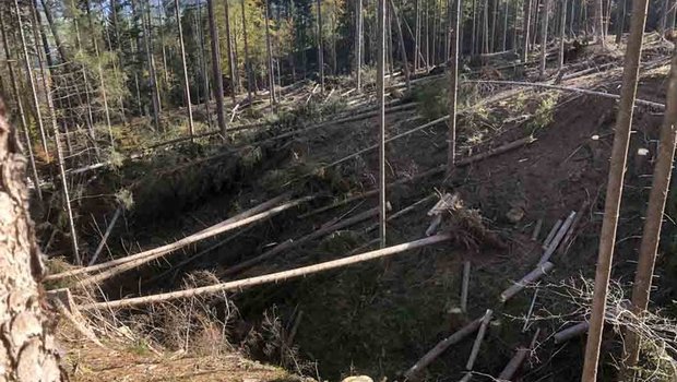 Werden Wälder nicht aufgeräumt, hat das Nutzen für die Artenvielfalt, sagen Forschungsresultate (Bild BauZ)