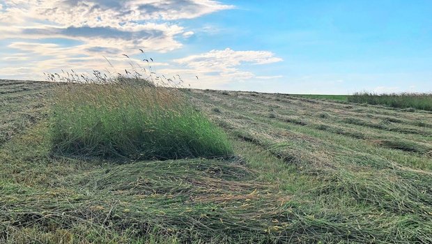 Eine BrBL-Massnahme ist die gestaffelte Nutzung von maximal der Hälfte der Biodiversitätsförderflächen-Wiesen auf Betriebsebene. Der früheste Schnittzeitpunkt wird dabei regional festgelegt. 