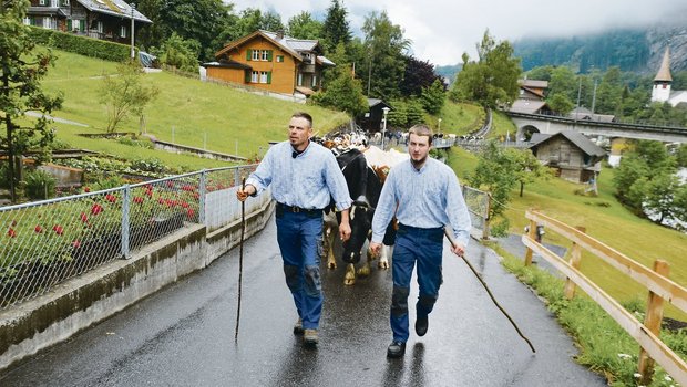 Frank und sein Sohn Marc Amstutz gehen voraus: Ihre 56 Kühe nehmen den 13 Kilometer langen Weg, von Lauterbrunnen BE über Wengen auf die Wengernalp, in Angriff.