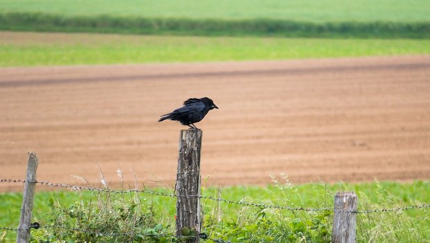 Krähen mögen offene Landschaften ohne Strukturen. Hecken, Büsche und Einzelbäume behagen ihnen nicht, da sich dort ihre natürlichen Feinde (z. B. Greifvögel) verstecken könnten. (Bild Pixabay)