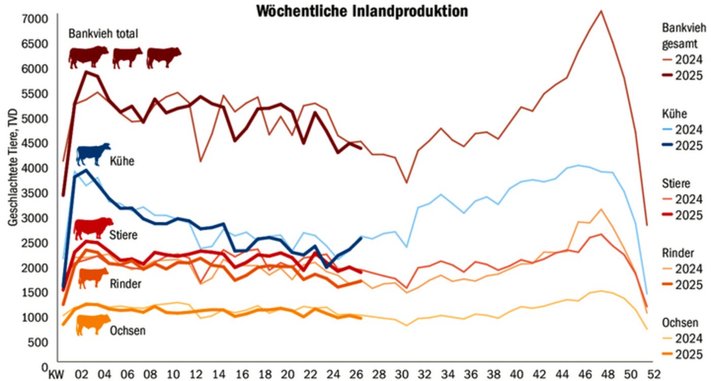 Sinkende Inlandproduktion: In der ersten Jahreshälfte wurden 2 % weniger Grossvieh geschlachtet als im Vorjahr. Diesen Strukturwandel will die Branche stoppen, statt ihn mit weiteren Liberalisierungen zu beschleunigen.