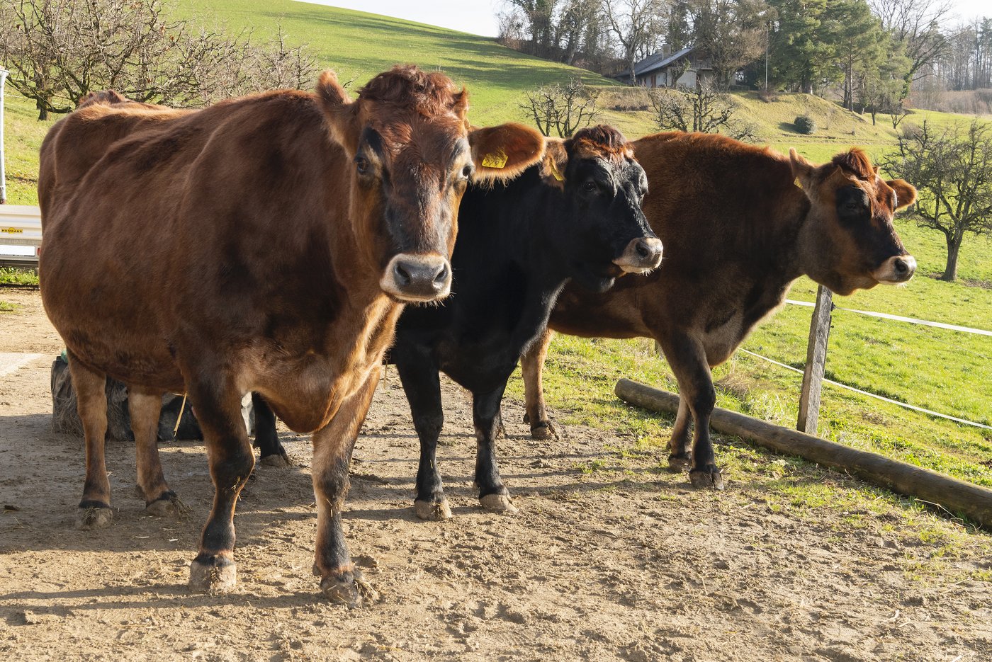 Die Kuh-Drillinge Sven, Svenja und Svea. (Foto: Miriam Kolmann)
