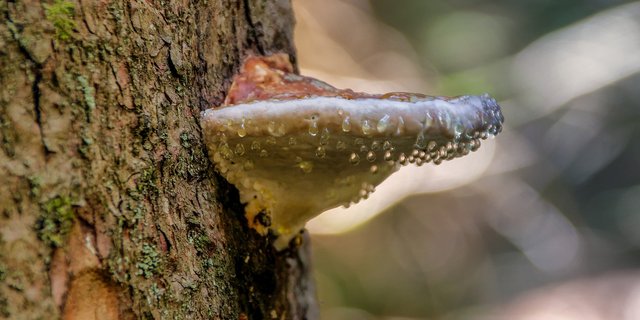 Eingeschleppte Schadorganismen können einheimische Bäume gefährden. (Bild analogicus/pixabay)