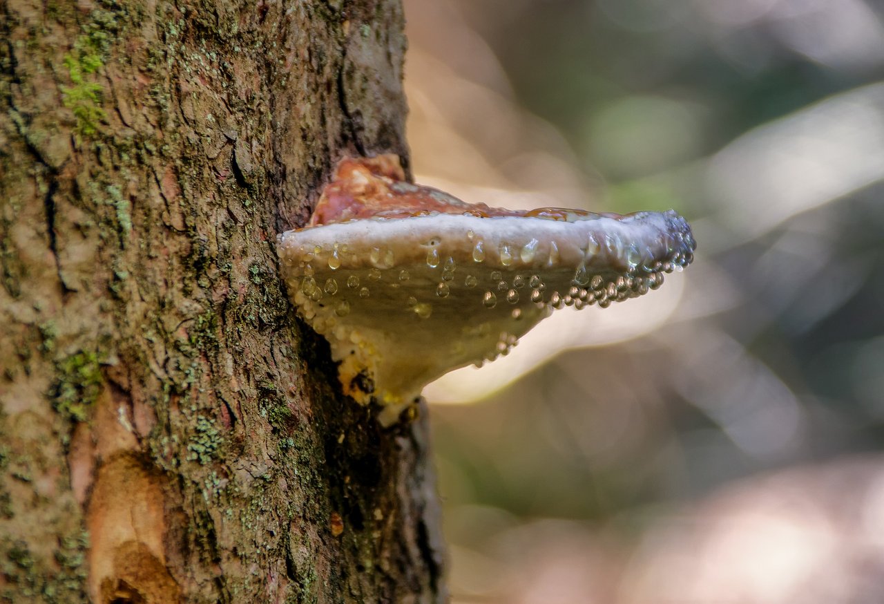 Eingeschleppte Schadorganismen können einheimische Bäume gefährden. (Bild analogicus/pixabay)