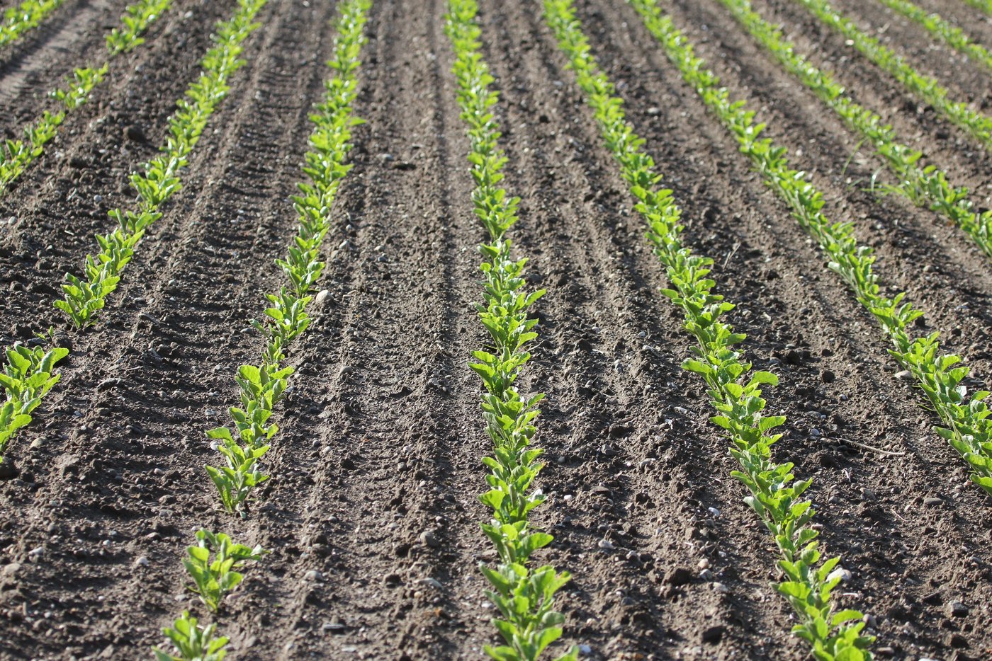 In den Zuckerrüben sollte bis spätestens im 6- bis 8-Blatt-Stadium die Stickstoffdüngung abgeschlossen sein. (Bild Ueli Zobrist)