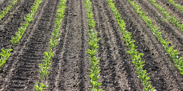 In den Zuckerrüben sollte bis spätestens im 6- bis 8-Blatt-Stadium die Stickstoffdüngung abgeschlossen sein. (Bild Ueli Zobrist)