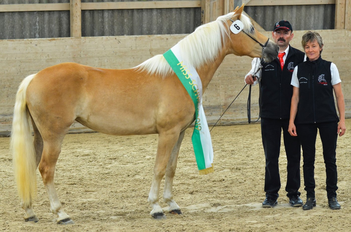 Wie im letzten Jahr kam die Siegerstute von Wendelin und Hans Aebischer aus Bösingen FR. Mileva vom Schlossgut (Stern – Amstrong) wurde zur "Miss Schweiz" gekürt und ging als Siegerin der Haflingerjungstutenschau 2019 nach Hause. (Bilder zVg)
