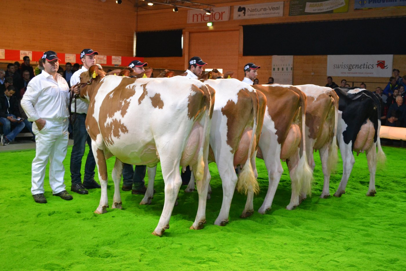 Die Gruppe von Hover überzeugte durch ihre Typeigenschaften.