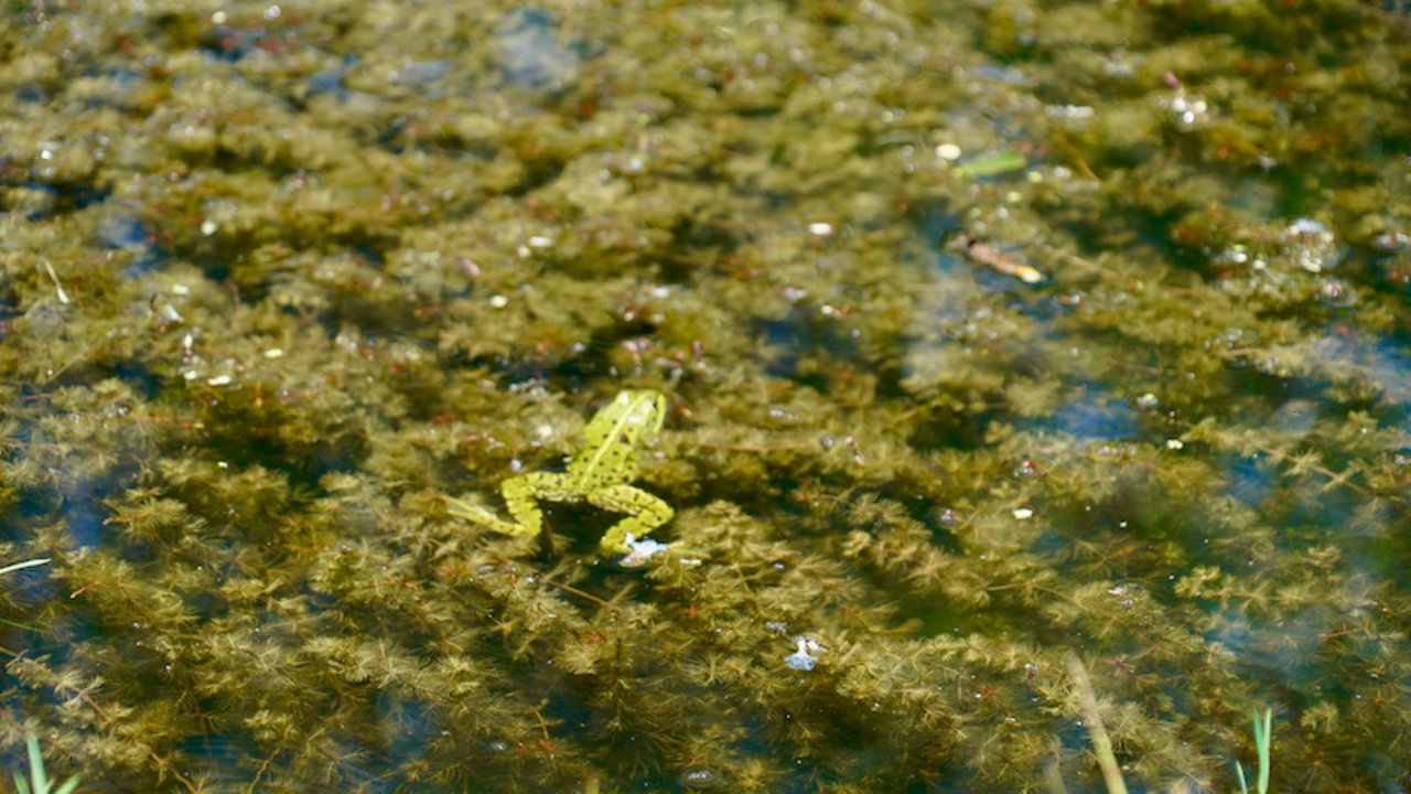 Am Weiher von Hans Nef lassen sich viele Tiere beobachten. (Bild lid/cr)