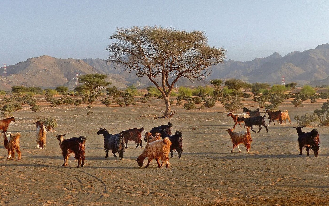 Weltweit machen Wiederkäuer wie Ziegen oder Rinder grosse Flächen für den Menschen zur Nahrungsmittelproduktion nutzbar. Aber nicht alles mit Tieren genutzte Land ist nicht ackerbaufähig.