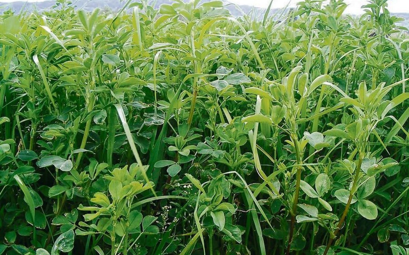 Für das Klima und die Böden der Schweiz eignen sich insbesondere Luzerne-Gras-Mischungen. Von Reinsaaten raten Futterbauexperten in der Regel ab. 