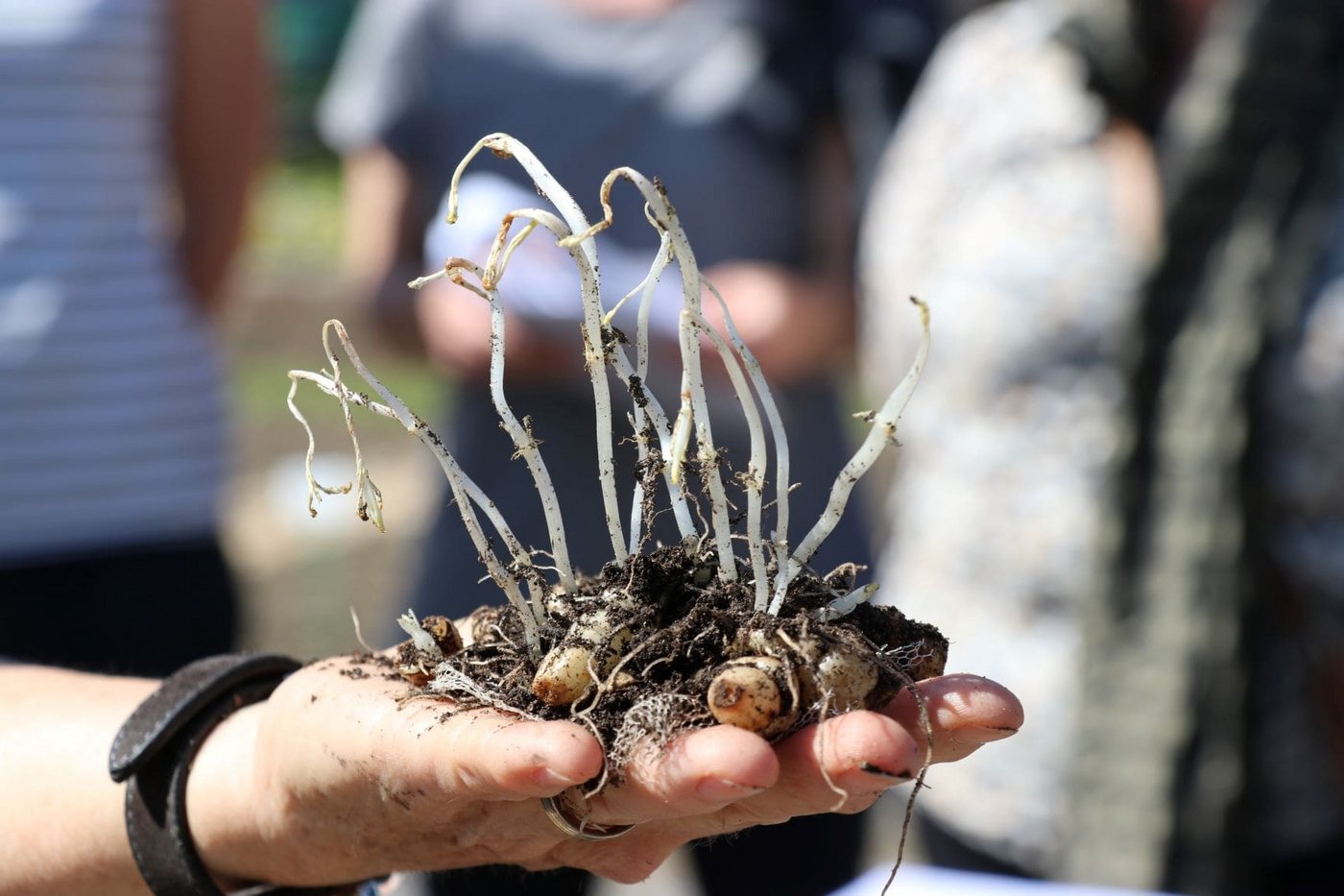 Eine Handvoll Knollenziest, parat zum Setzen. (Bild Ruth Aerni)