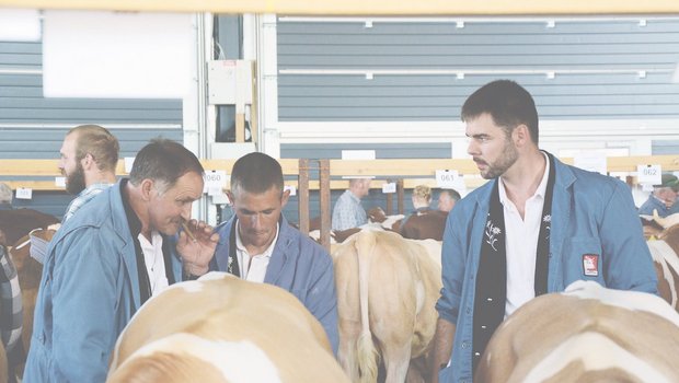 Am Dienstag werden in Thun am traditionellen Stiermarkt den ganzen Tag Stiere gehandelt. (Bild sb)