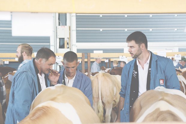 Am Dienstag werden in Thun am traditionellen Stiermarkt den ganzen Tag Stiere gehandelt. (Bild sb)