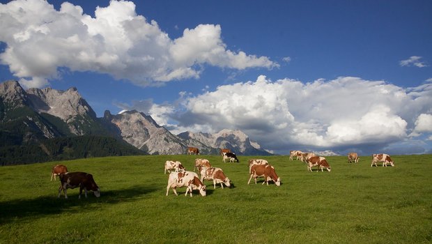Kühe auf einer österreichischen Alp. (Symbolbild Pixabay)