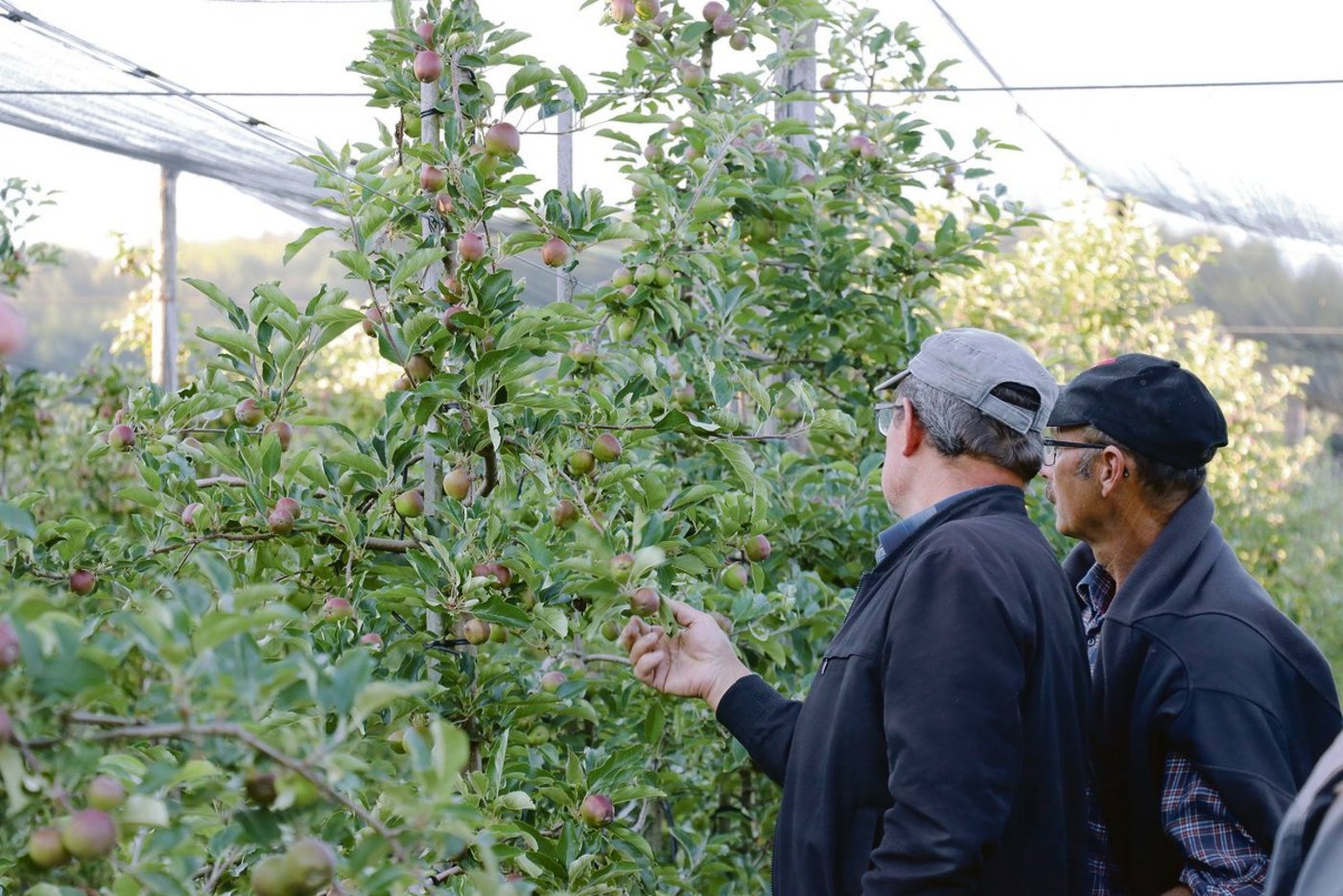 Die Produzenten schauten genau hin: Die Obstkulturbegehung in Lupfig vor einer Woche war eine Gelegenheit zur Weiterbildung und zum Vergleich.   (Bild Ruth Aerni)