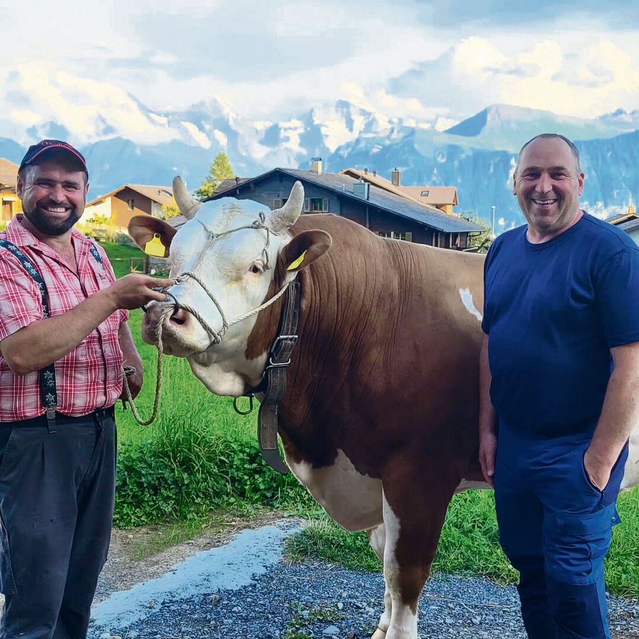 Markus Gerber, Präsident von Swissherdbook, hat vor zwei Wochen den Stier Araris beim Züchter Hansueli Aebersold besucht.