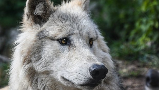 Der Nationalrat ging heute auf die Lockerung des Schutzes von Wölfen ein. (Bild pixabay)