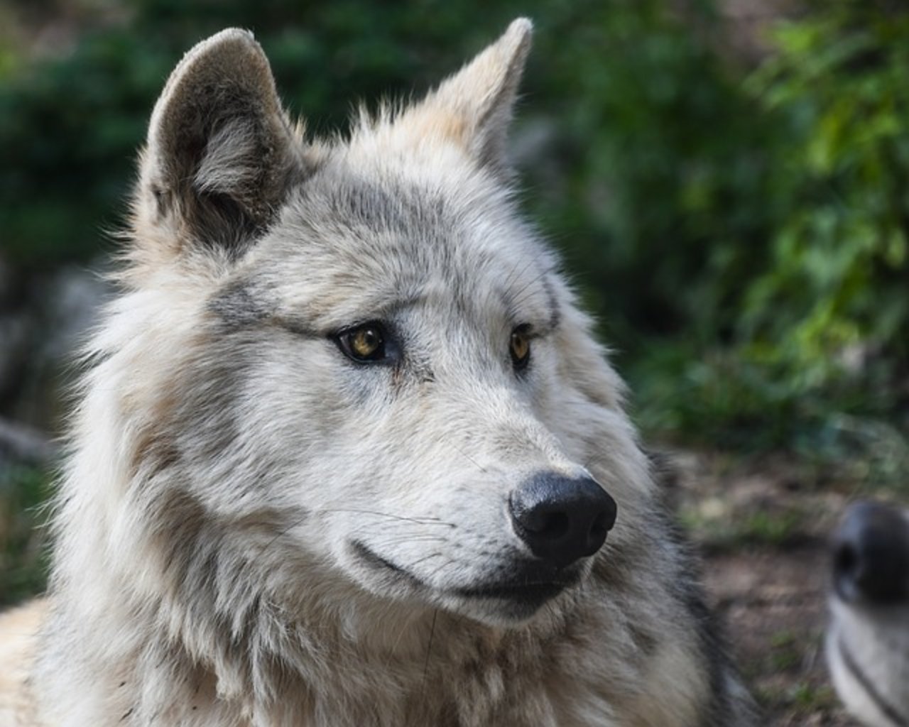 Der Nationalrat ging heute auf die Lockerung des Schutzes von Wölfen ein. (Bild pixabay)