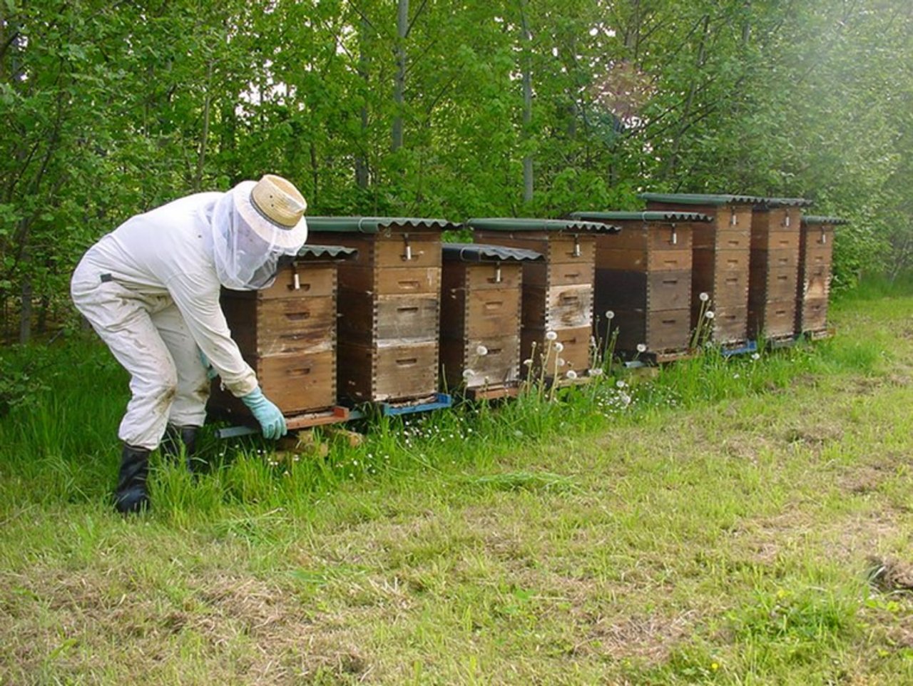 Agroscope schränkt das Verstellen von Bienen ein. (Bild Agroscope)