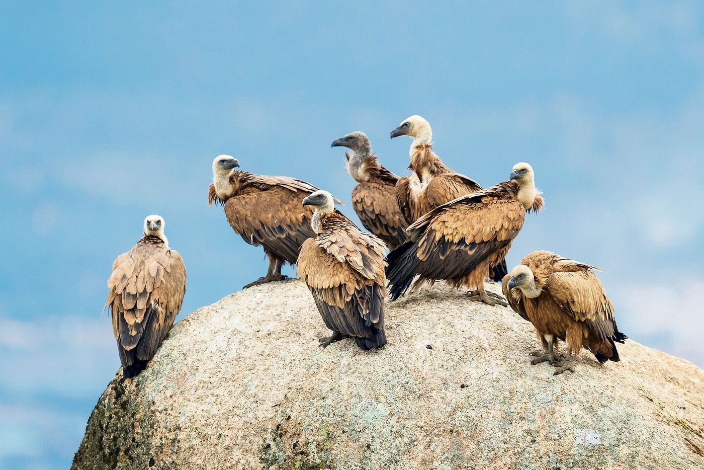 In den letzten Jahren sind Gruppen von 50 Gänsegeiern und mehr in der Schweiz keine Seltenheit mehr.