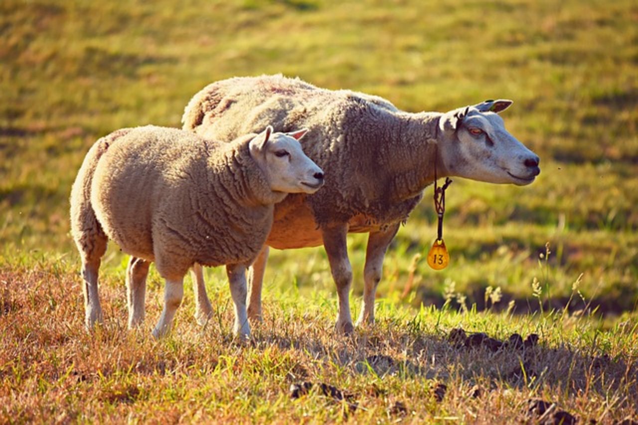 Der Schafhalter wurde angeklagt, da er seine nicht richtig gepflegt haben soll. (Symbolbild Pixabay)