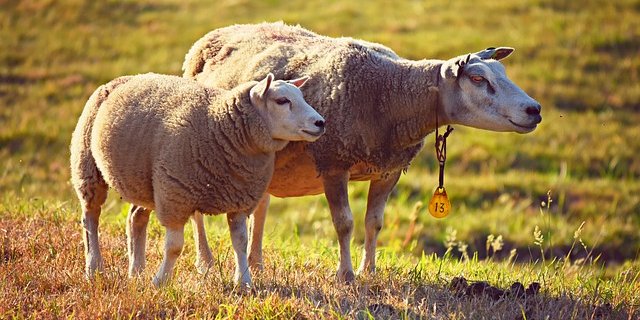 Der Schafhalter wurde angeklagt, da er seine nicht richtig gepflegt haben soll. (Symbolbild Pixabay)