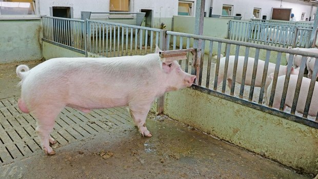 Auch wenn der überwiegende Teil der Schweizer Schweinezüchter die Sauen künstlich besamt, braucht es mindestens einen guten Eber für die Stimulation.