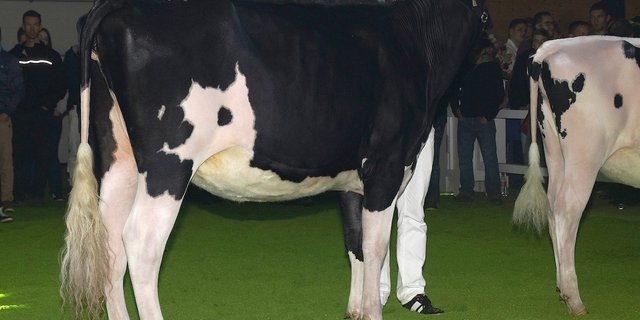 Richners Dark Dancer Tracy.      (Bild Ueli Wolleb)