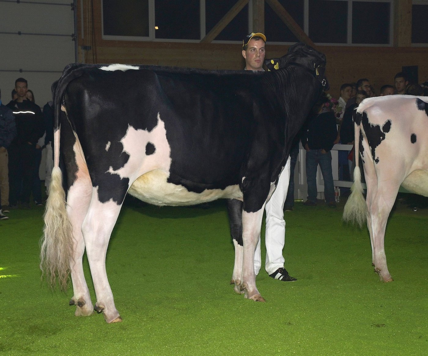 Richners Dark Dancer Tracy.      (Bild Ueli Wolleb)