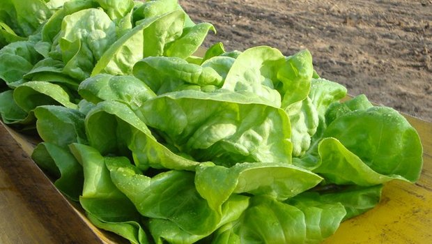 Kopfsalat ist einer der meistkonsumierten Salate. (Bild lid)