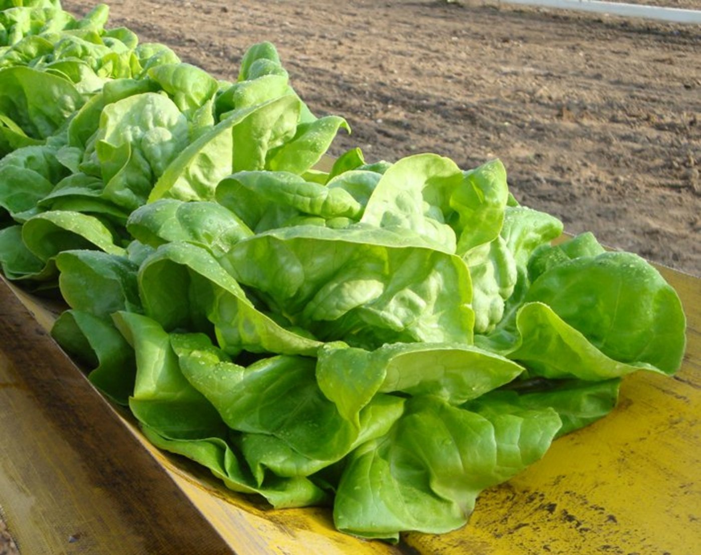 Kopfsalat ist einer der meistkonsumierten Salate. (Bild lid)