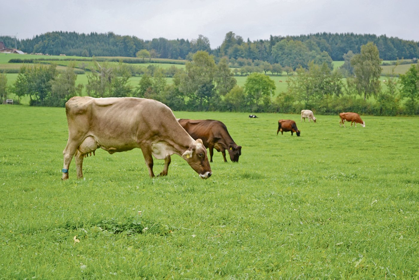 An den Instrumenten RAUS und BTS will der Bund auch in der Agrarpolitik 2022+ festhalten. (Bild BauZ)