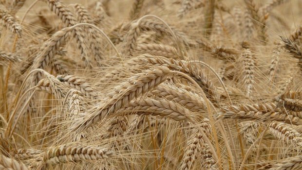 In Dänemark fällt die Getreideernte wegen der anhaltenden Trockenheit historisch tief aus. (Symbolbild Pixabay)