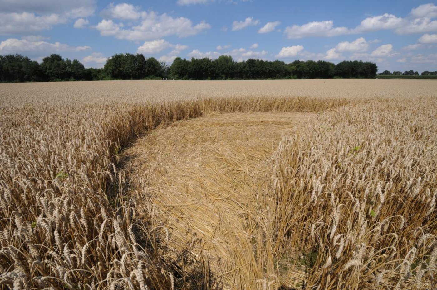Aus der Nähe wird erkennbar, wie die Halme des Korns liegen.