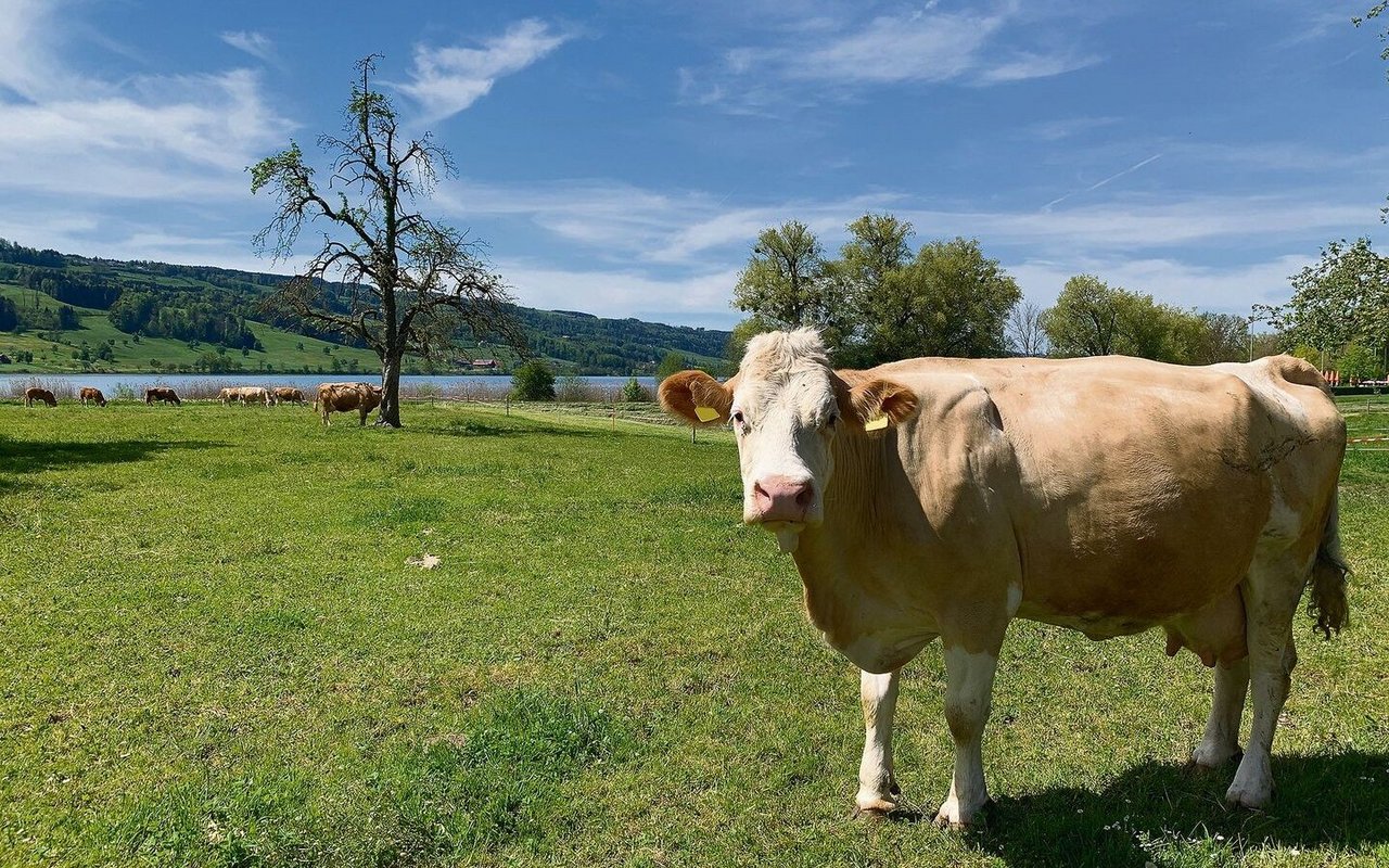 Im Kanton Luzern sollen künftig mehr Flächen biologisch bewirtschaftet werden. Das Bild zeigt weidende Mutterkühe am Baldeggersee. 
