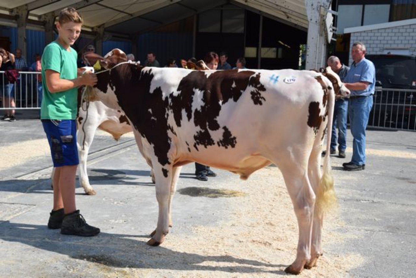 Mister Stierkalb RH: Märchligen Gangnamst Fino, Walter Lüthi, Allmendingen BE.