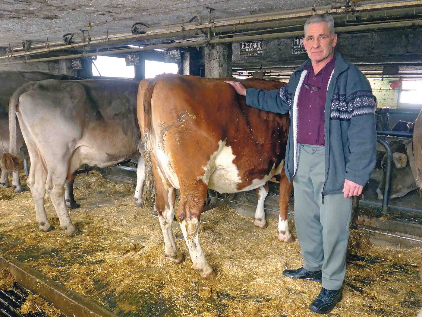 Kuhmäster Fritz Salzmann mit einer Kuh, die als Knochengestell zu ihm kam und demnächst mit T-Taxierung geschlachtet werden wird. (Bild akr)