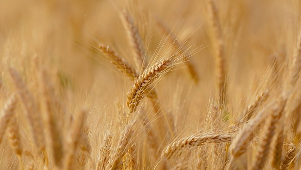 Wie schon in den Vorjahren ist das inländische Angebot an Bio-Futtergetreide auch 2019 dank zusätzlicher Betriebe und Ackerflächen gestiegen. (Bild Pixabay)