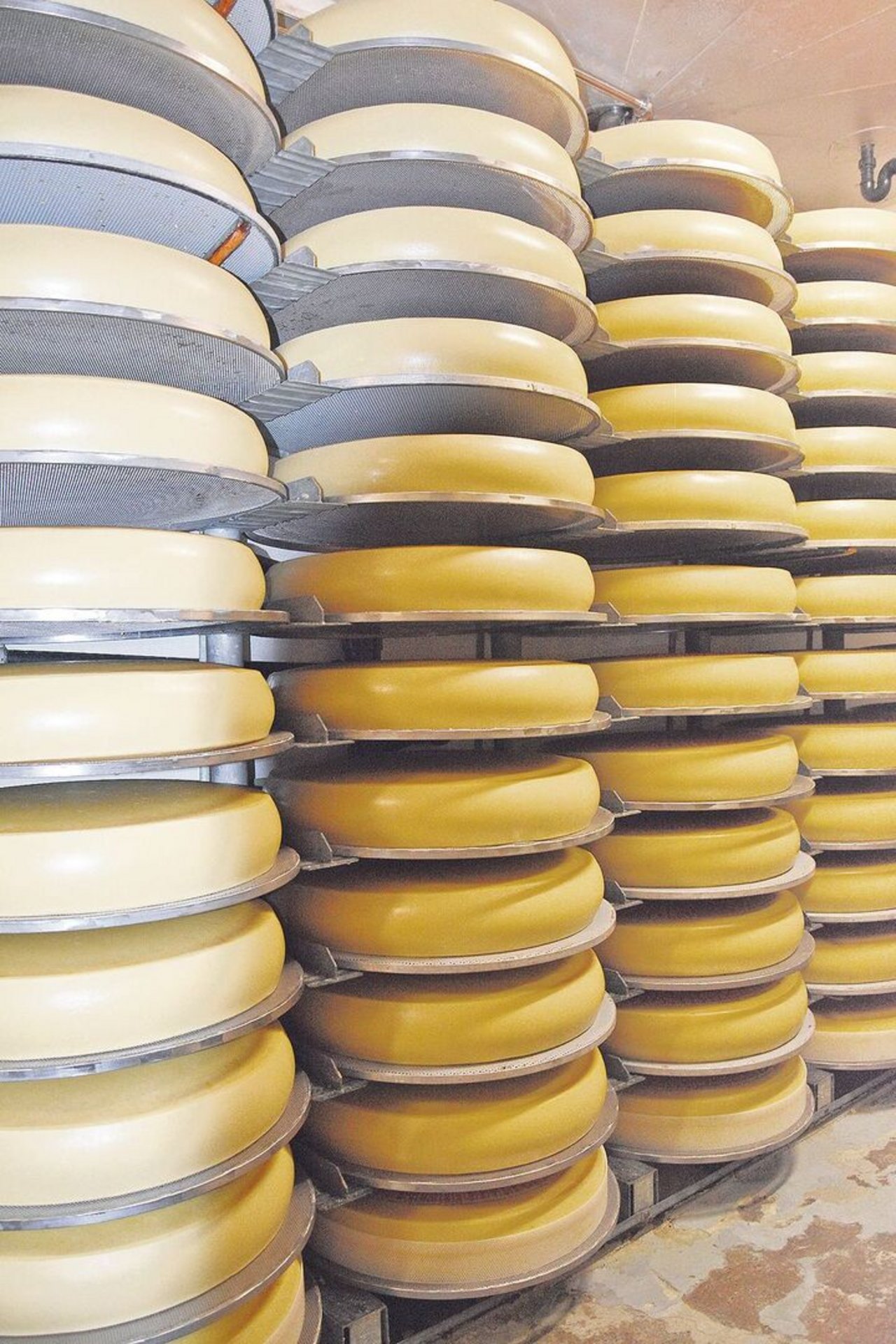 Da schlägt jedes Käserherz höher: Hier ist ein Emmentaler-AOP-Laib um die 90 kg schwer. 
