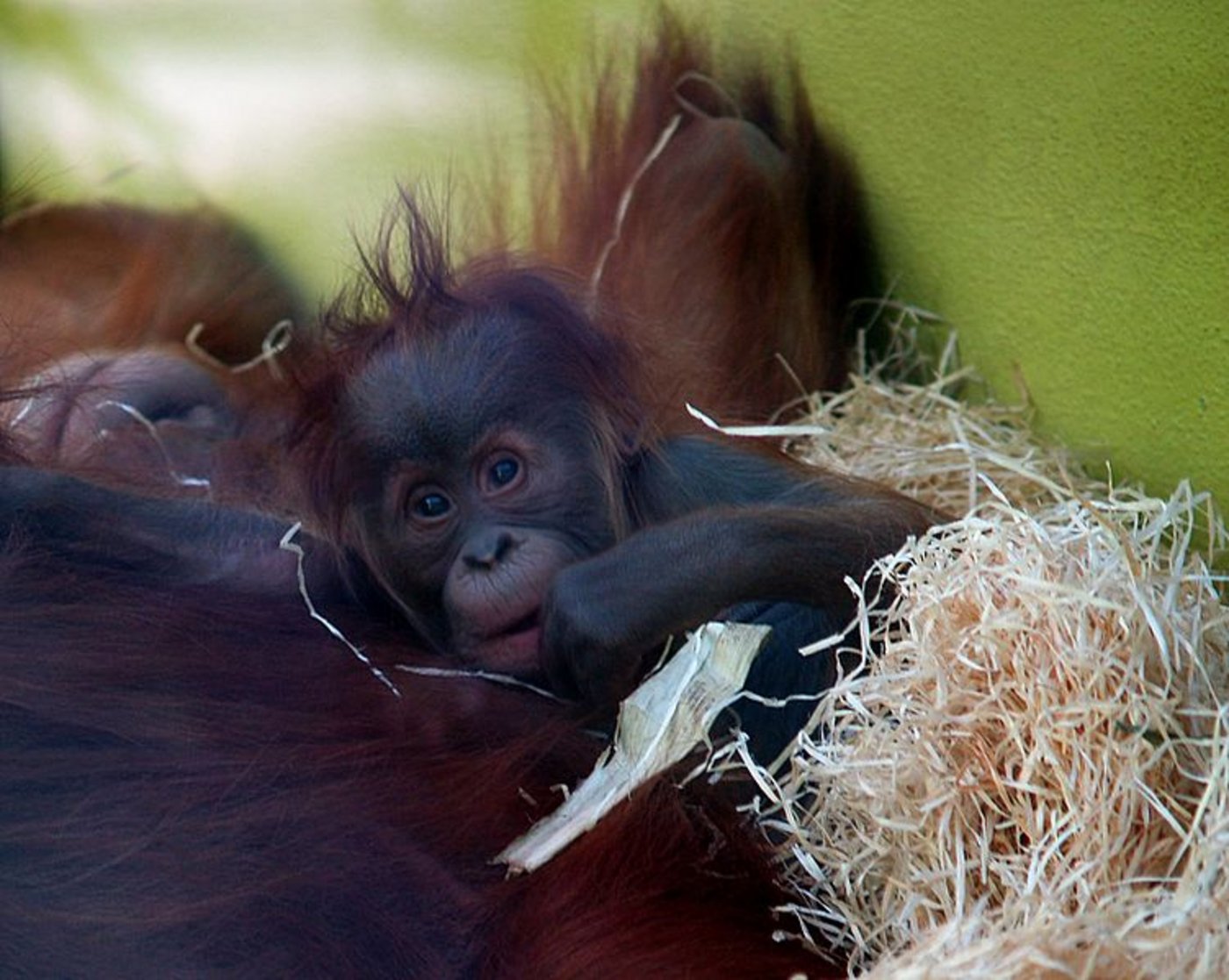 Ein Russe wurde am Flughafen mit einem betäubten Orang-Utan-Baby im Gepäck erwischt. (Symbolbild Wikipedia, Oliver Spalt)