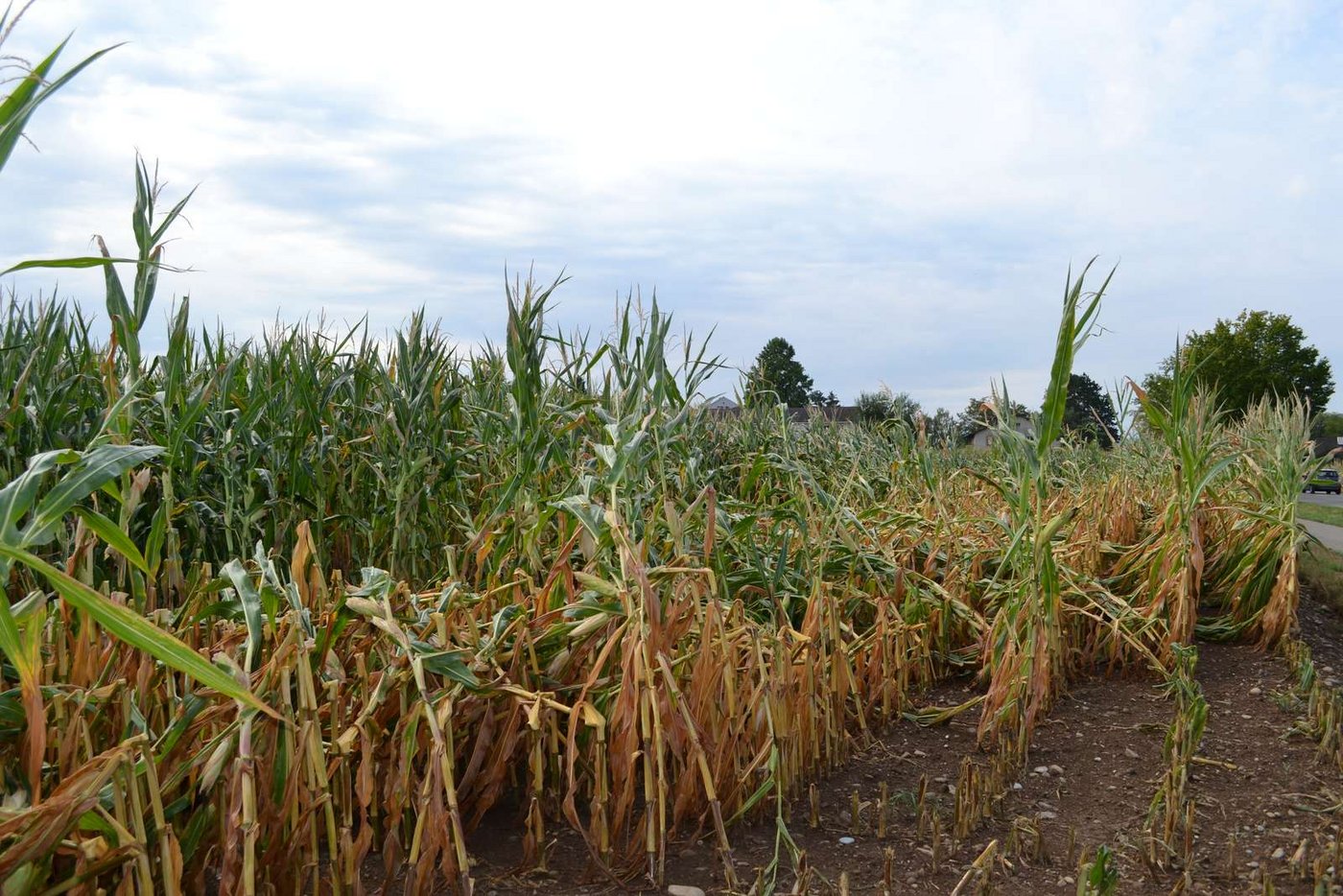 Wer Silomais vor dem 31. August erntet, muss eine Zwischenkultur oder Gründüngung ansäen. (Bild BauZ)